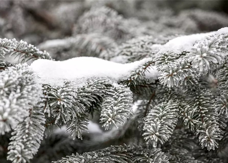 Abies nordmanniana