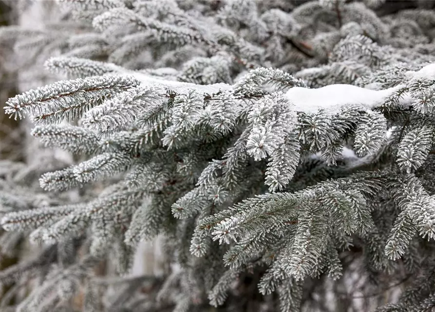 Abies nordmanniana