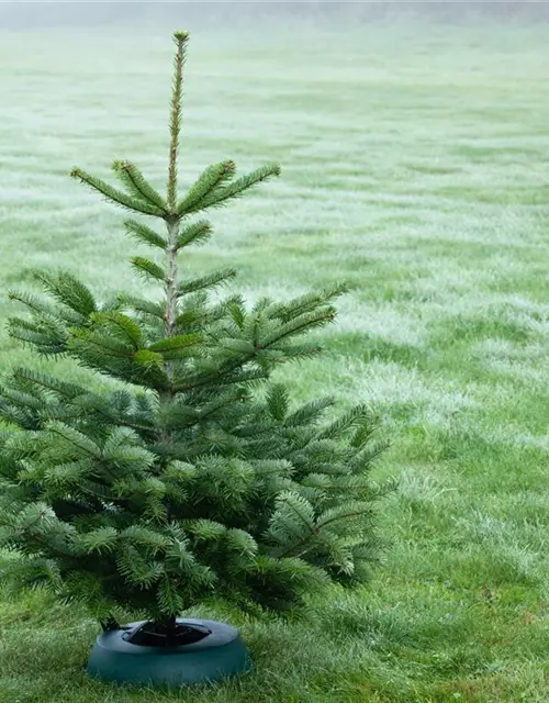 Abies nordmanniana