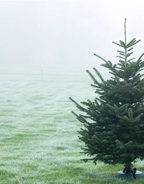 Abies nordmanniana