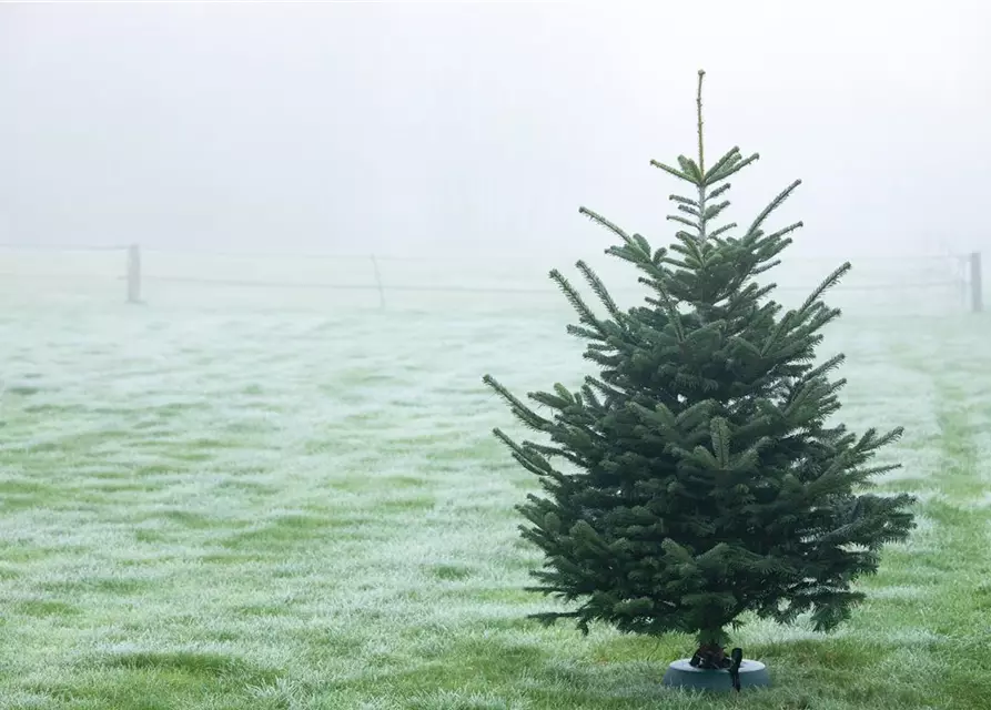 Abies nordmanniana