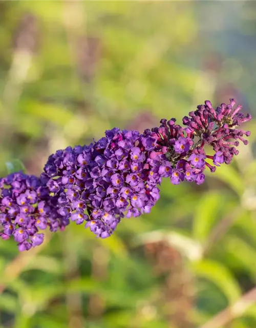 Buddleja davidii 'Black Knight'