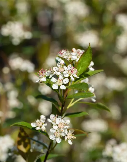 Aronia melanocarpa