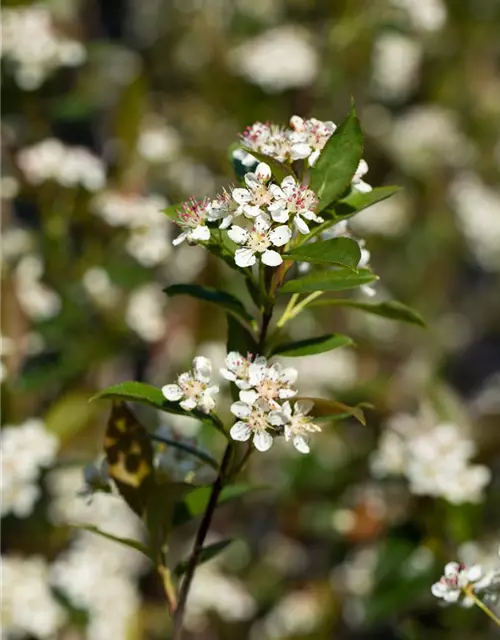 Aronia melanocarpa