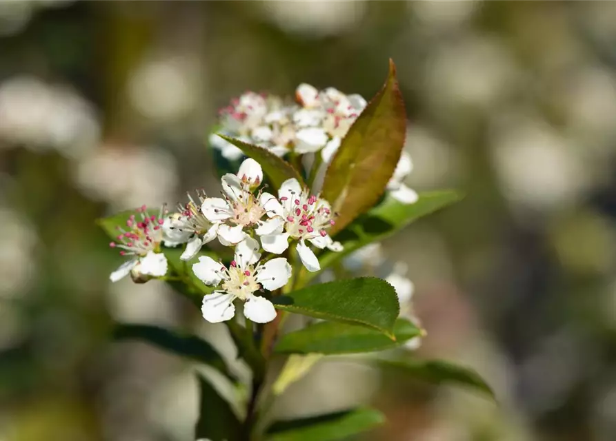 Aronia melanocarpa