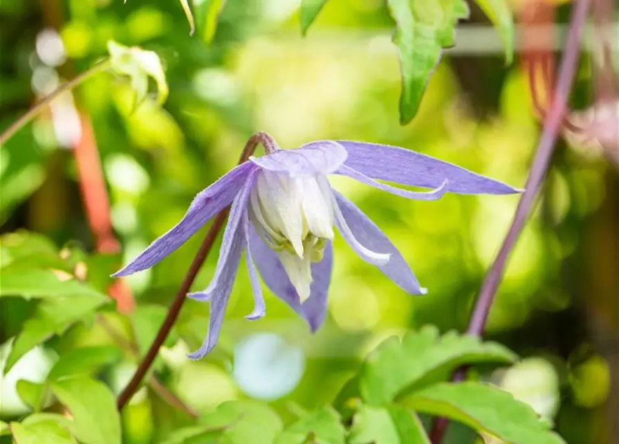 Clematis alpina