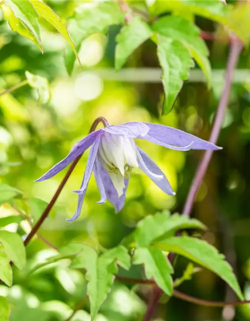 Clematis alpina