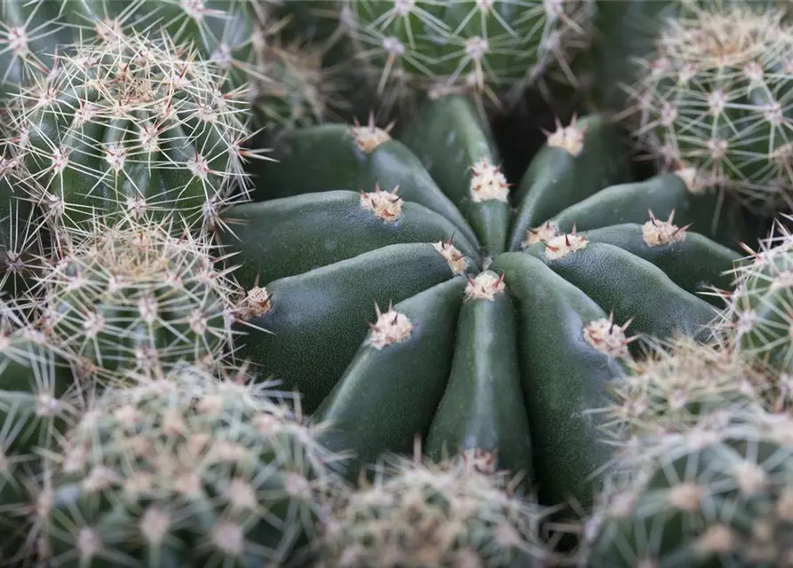 Cactus