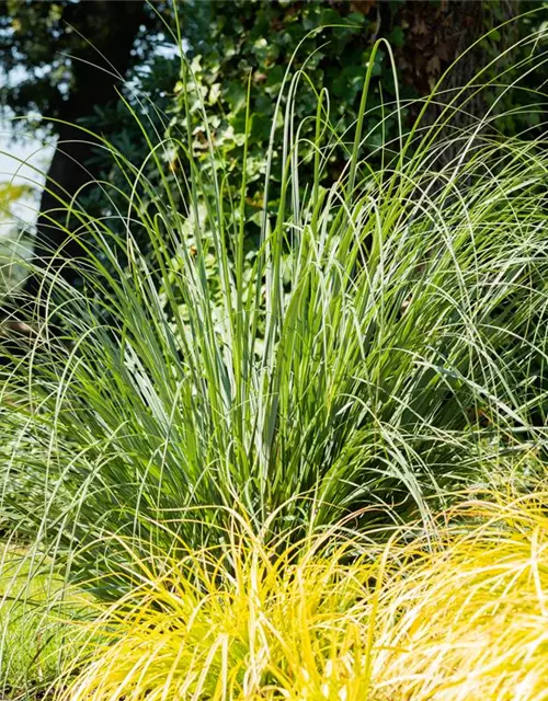 Calamagrostis x acutiflora