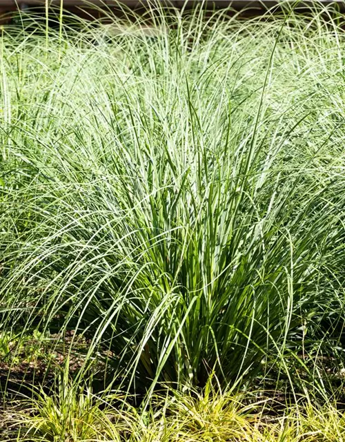 Calamagrostis x acutiflora