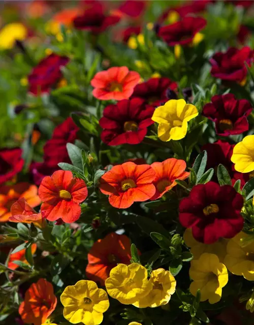 Calibrachoa