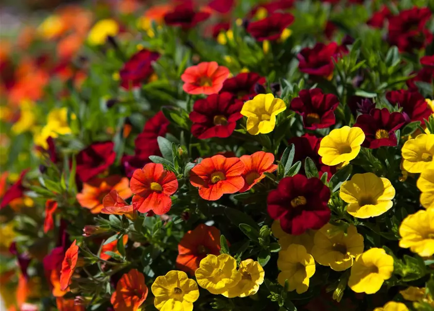 Calibrachoa