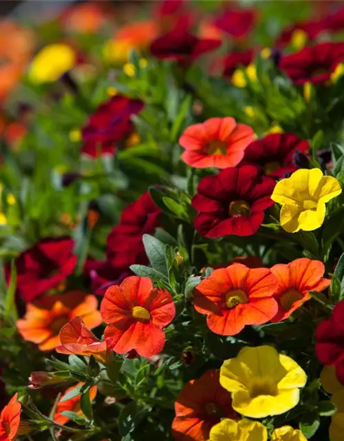 Calibrachoa