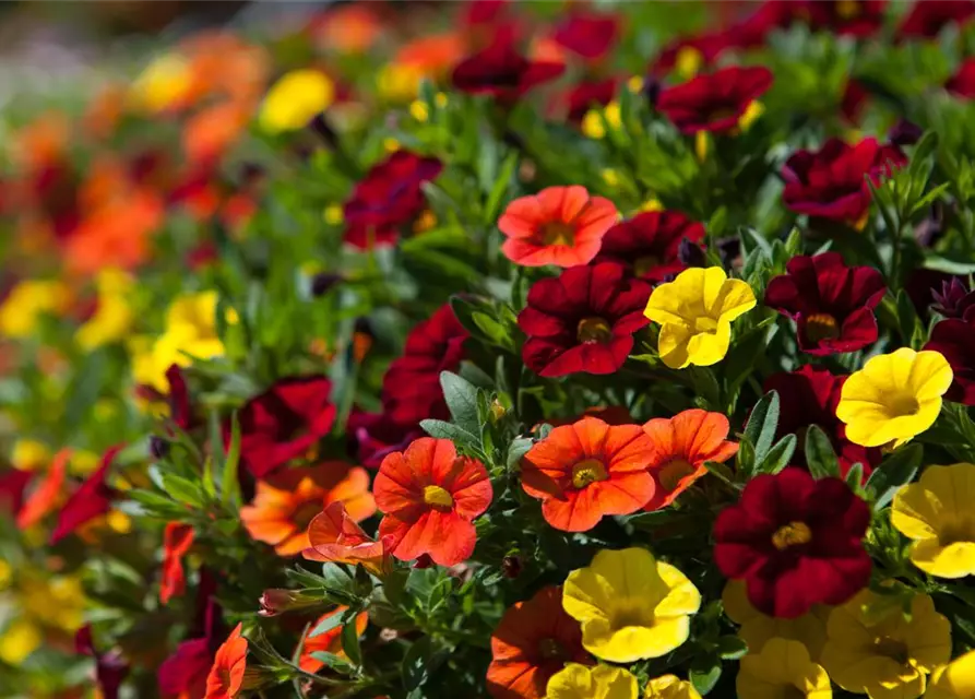 Calibrachoa