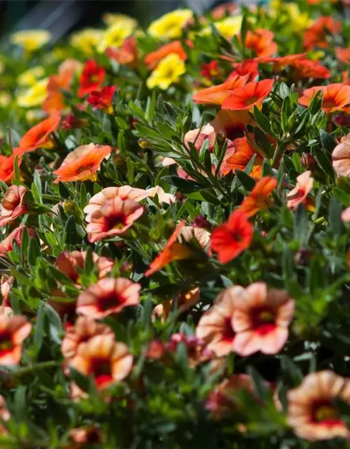 Calibrachoa