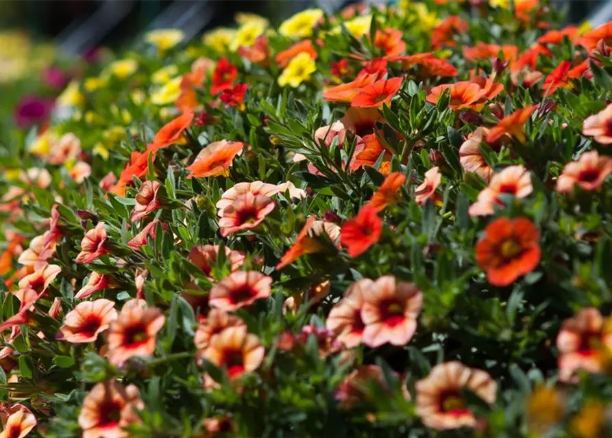 Calibrachoa