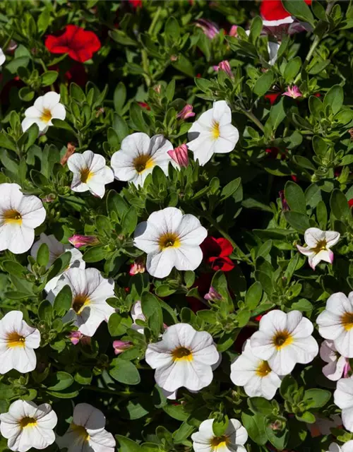 Calibrachoa