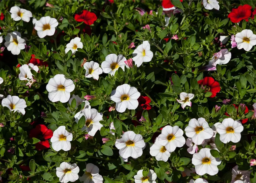 Calibrachoa