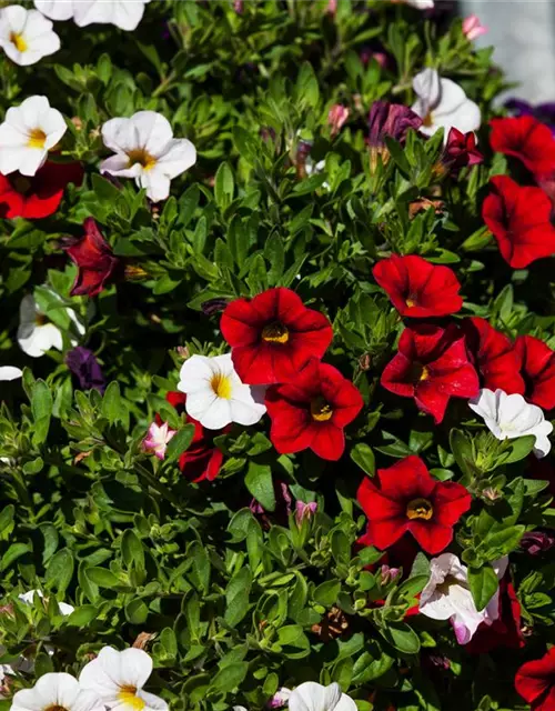 Calibrachoa