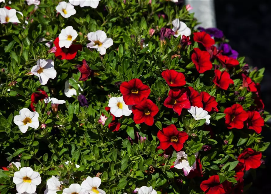 Calibrachoa