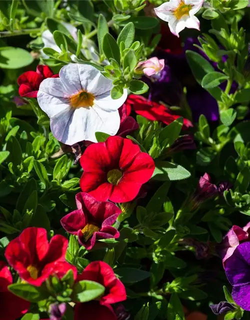 Calibrachoa