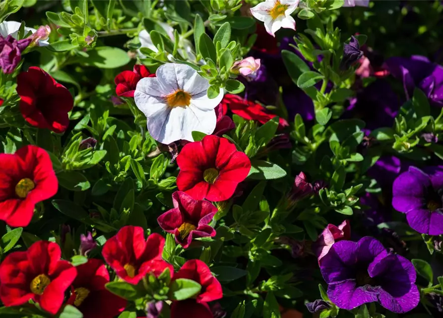 Calibrachoa