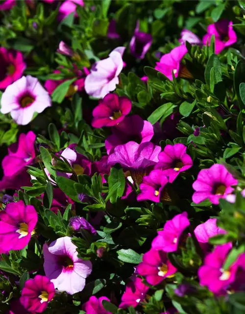 Calibrachoa