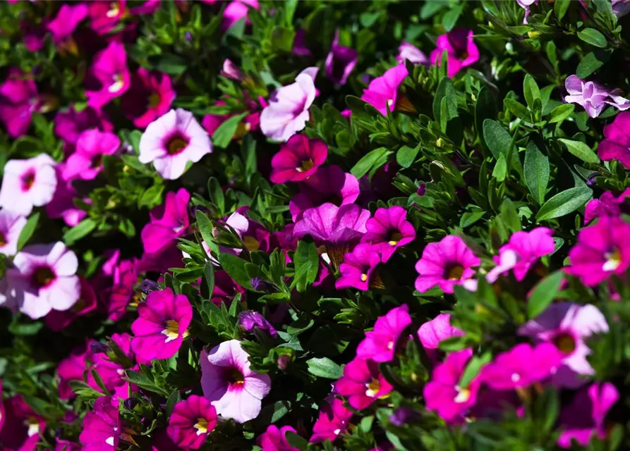 Calibrachoa