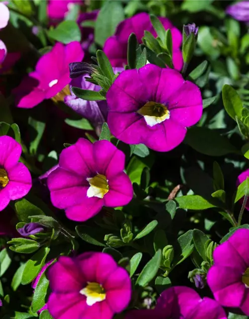 Calibrachoa