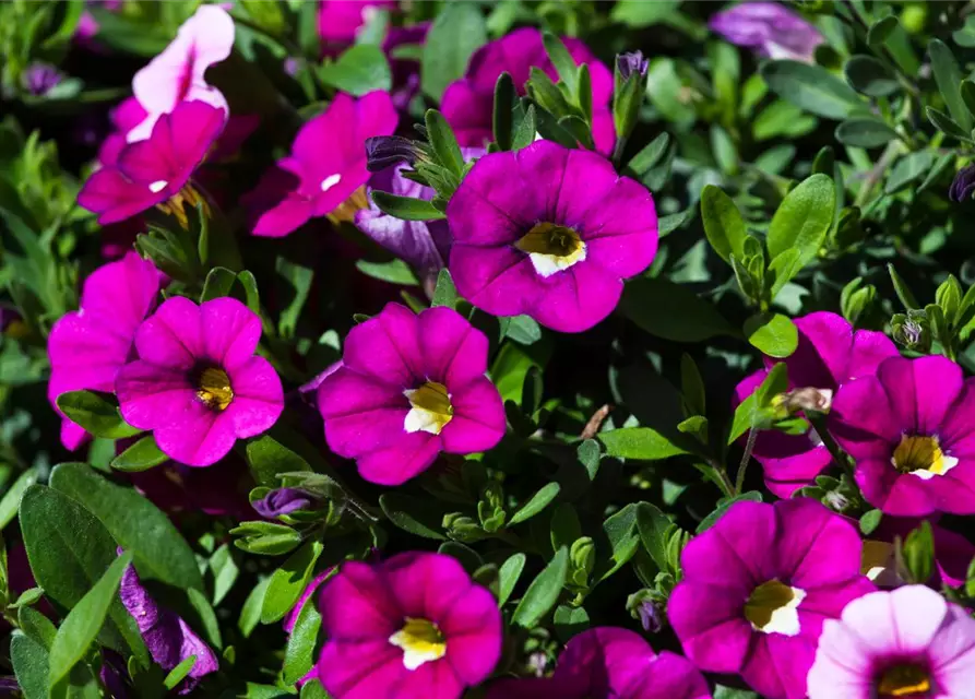 Calibrachoa