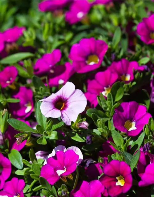 Calibrachoa