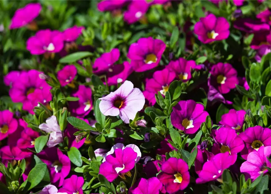 Calibrachoa