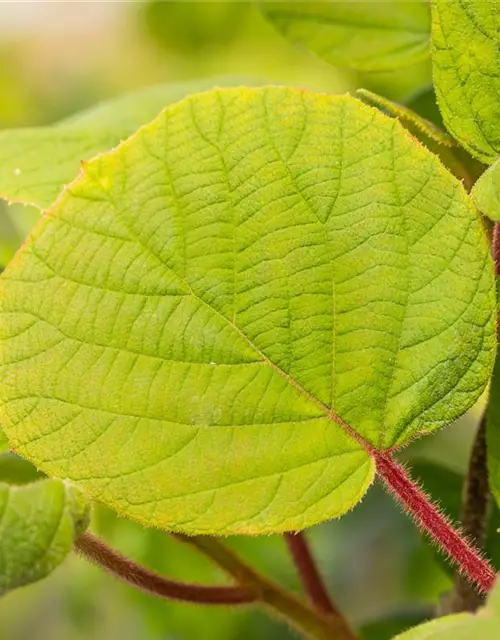 Actinidia chinensis 'Hayward'