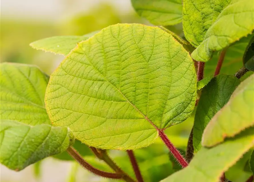 Actinidia chinensis 'Hayward'