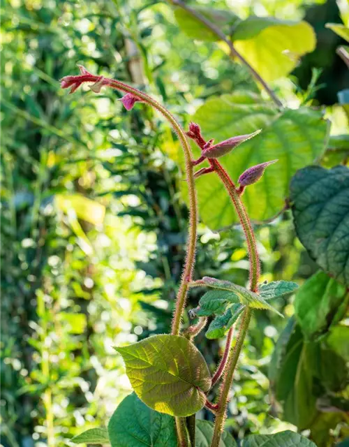 Actinidia chinensis 'Hayward'