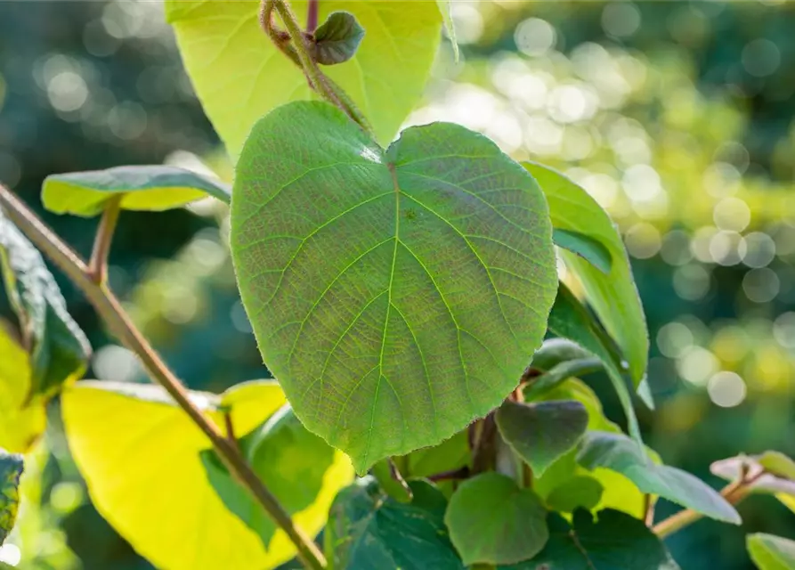 Actinidia chinensis 'Hayward'