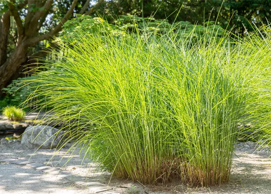 Cortaderia selloana