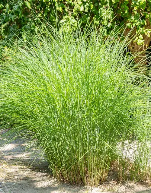 Cortaderia selloana