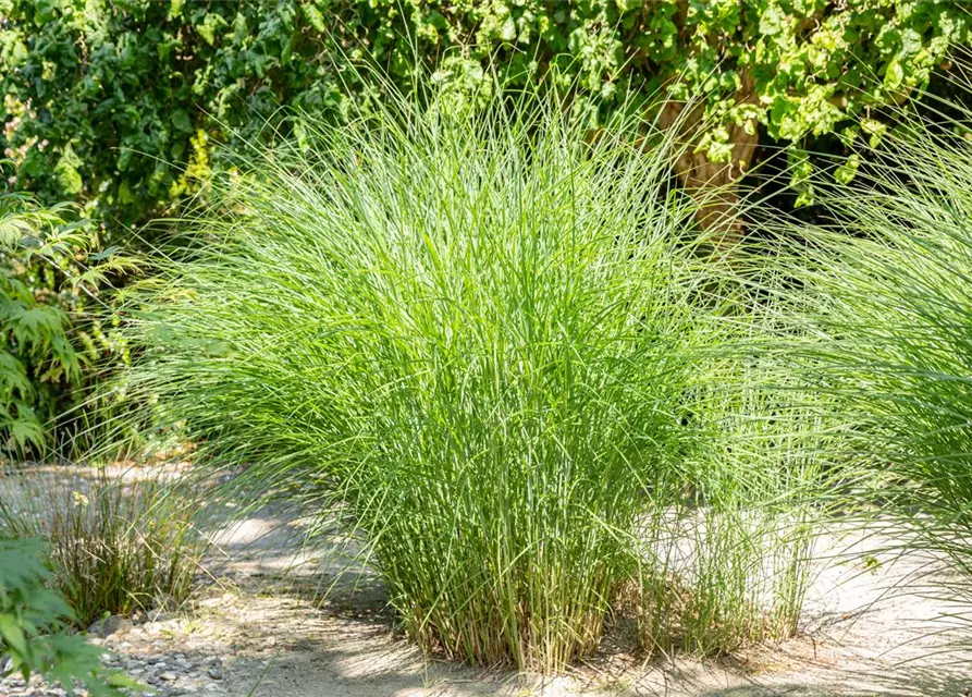 Cortaderia selloana