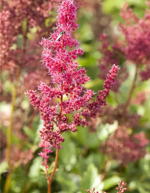 Astilbe x arendsii