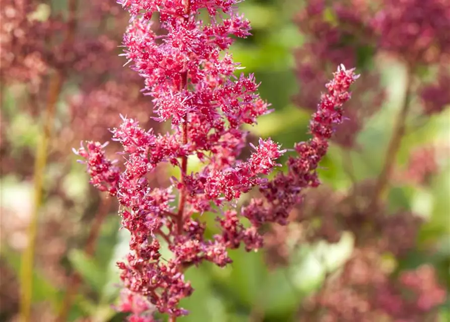 Astilbe x arendsii