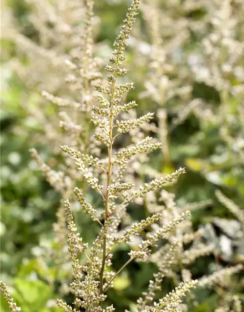 Astilbe x arendsii