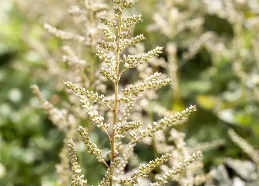 Astilbe x arendsii