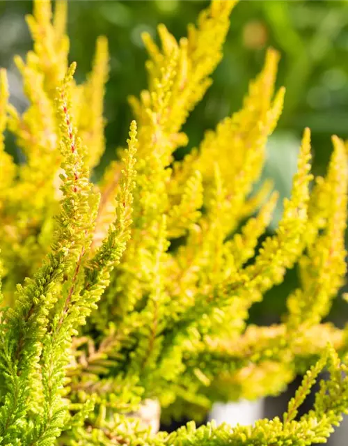 Calluna 'Beauty Ladies'®