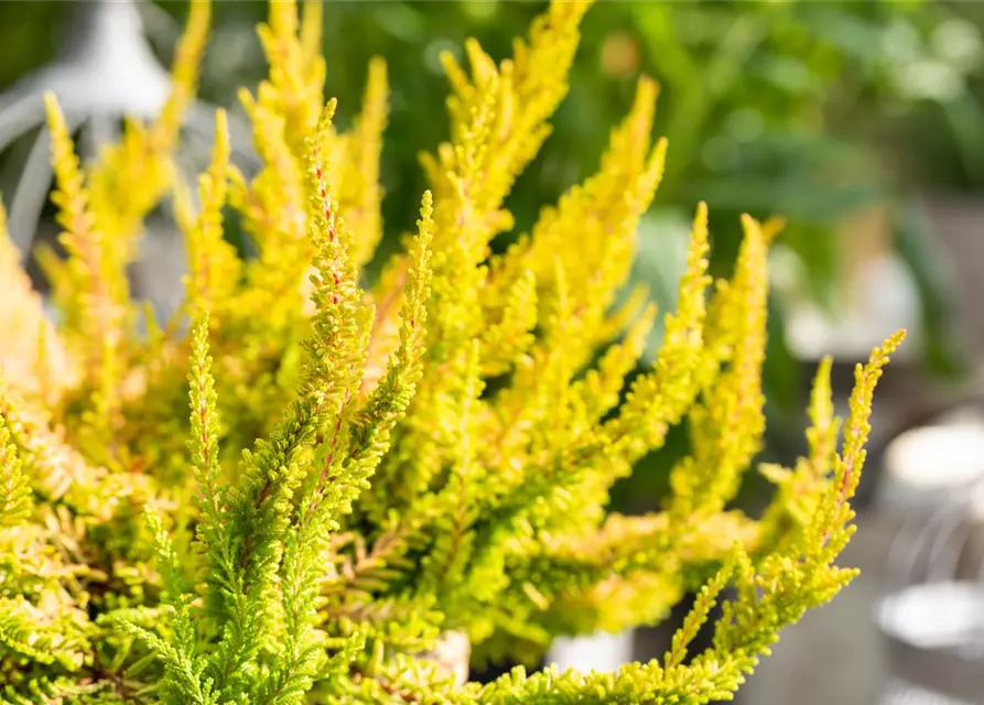 Calluna 'Beauty Ladies'®