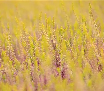 Calluna vulgaris Gardengirls®