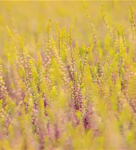 Calluna vulgaris Gardengirls®