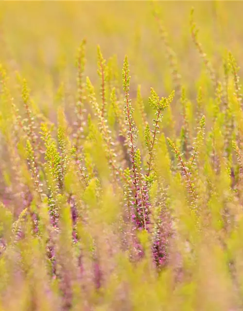 Calluna vulgaris Gardengirls®