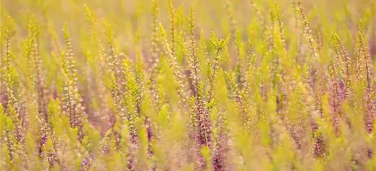 Calluna vulgaris Gardengirls®