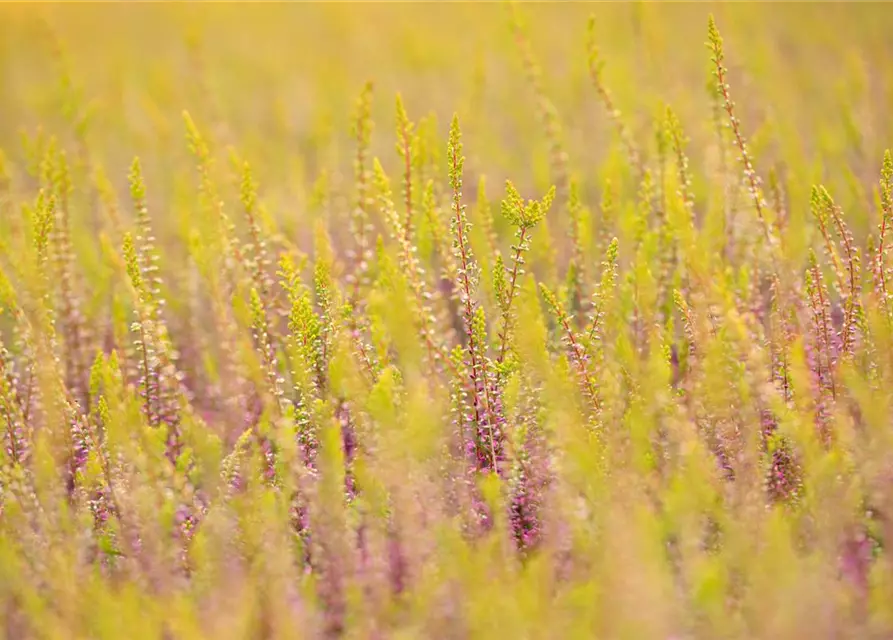 Calluna vulgaris Gardengirls®